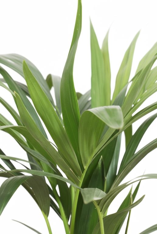 Kentia Howea Forsteriana