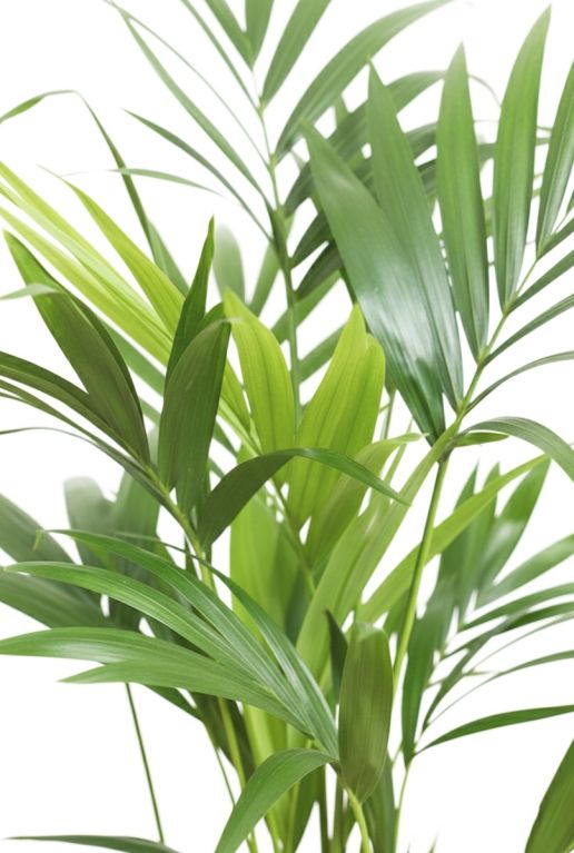Kentia Howea Forsteriana