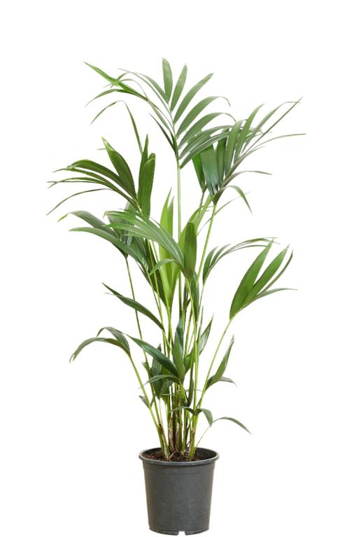 Kentia Howea Forsteriana