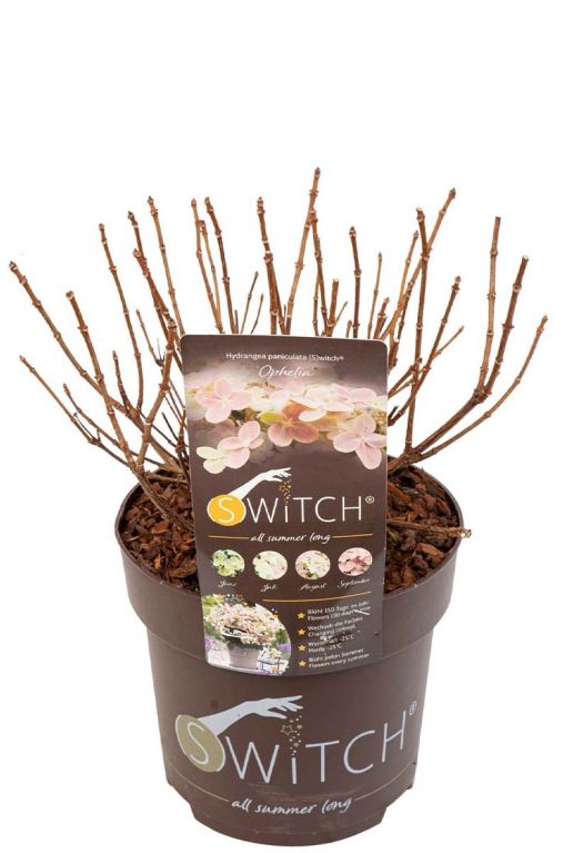 Plant hydrangea paniculata ophelia