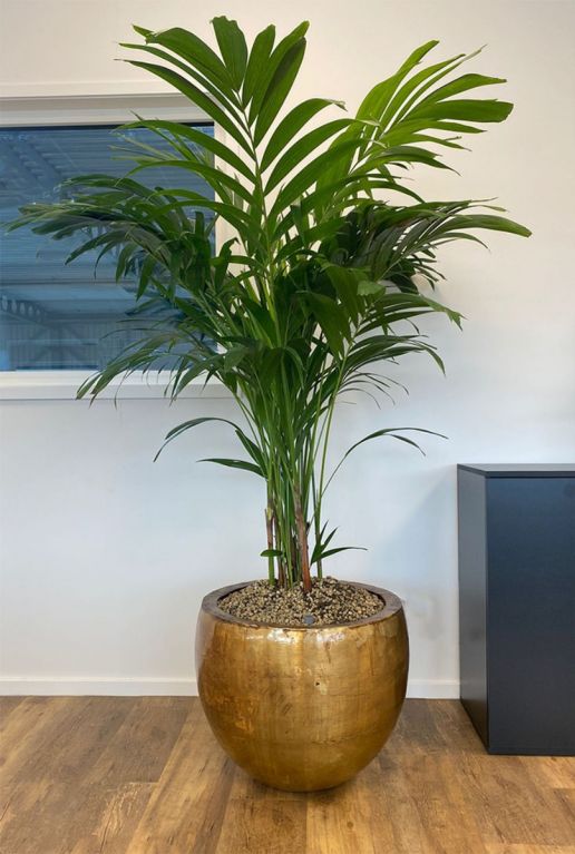 Plant in gouden pot
