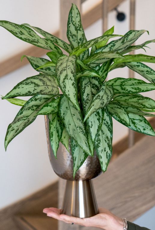 Plant in gouden pot 3