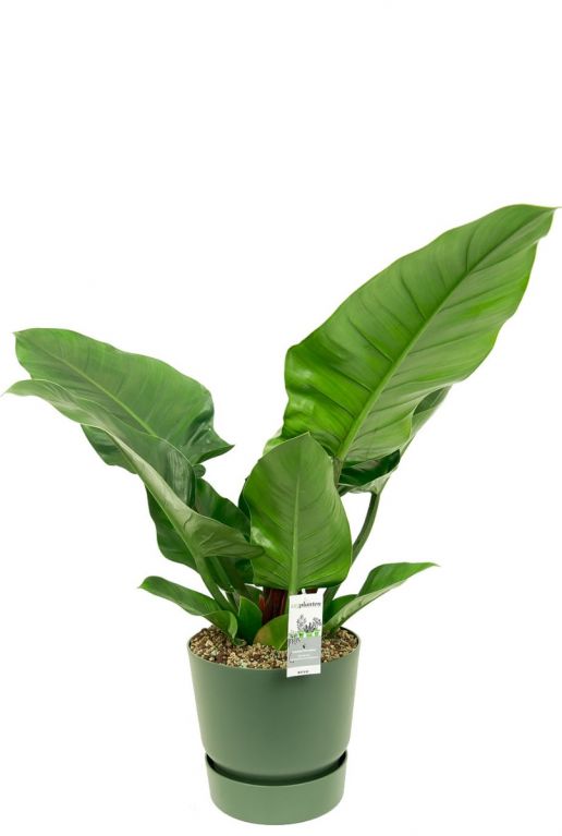 Plant met grote bladeren 1