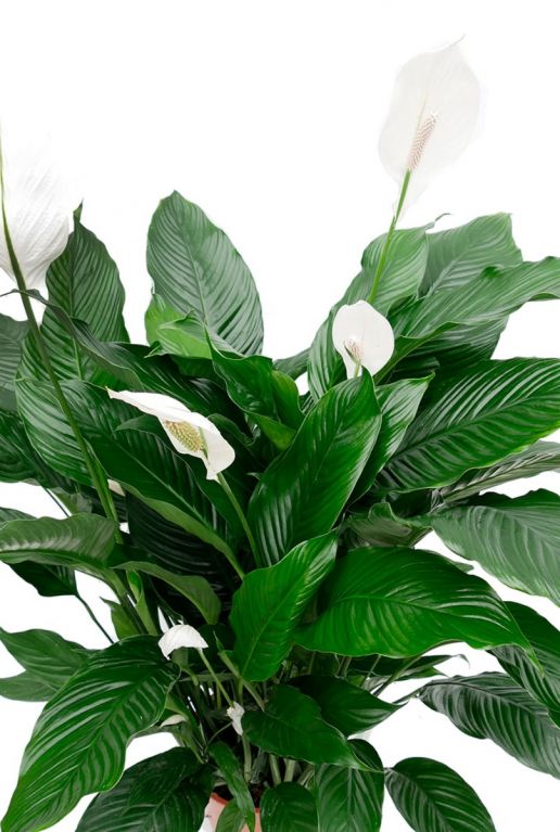 Verbergen Marine vrijgesteld Spathiphyllum Sweet Sebastiano | Lepelplant 140cm kopen?- 123planten.nl
