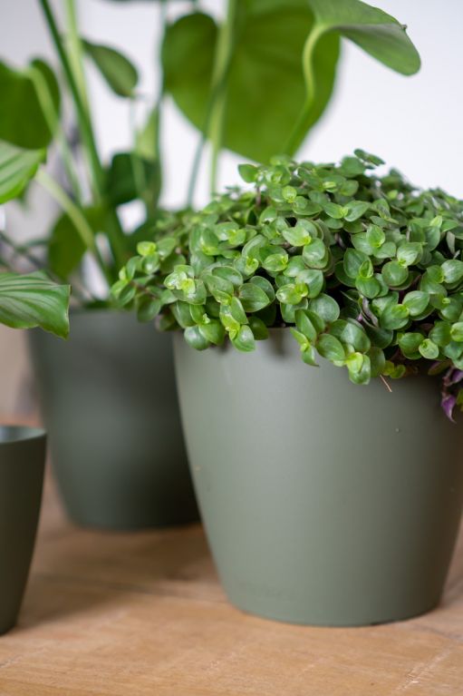 Planten-mix-groen