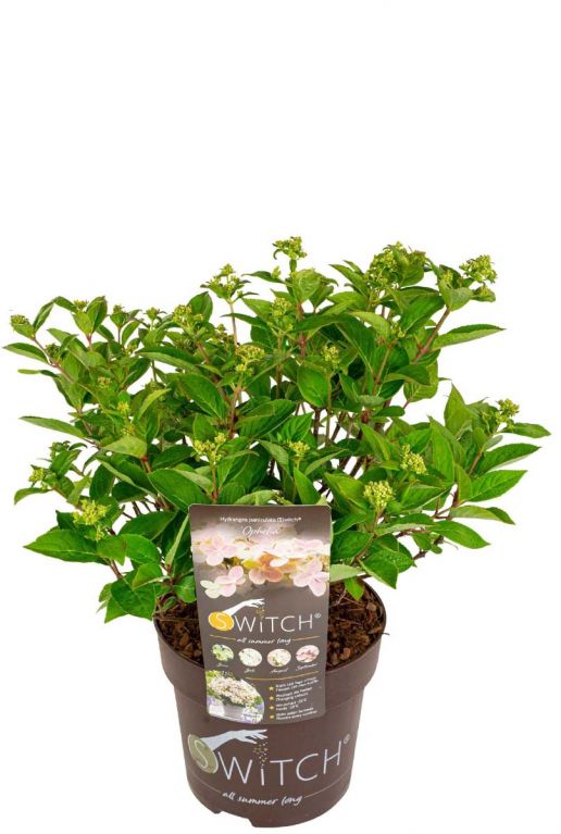 Planten hydrangea paniculata ophelia