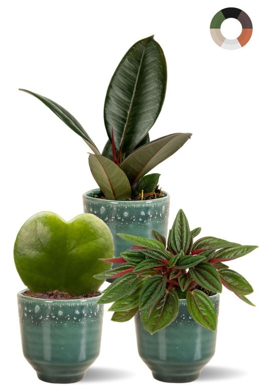 Planten in blauwe potten 1