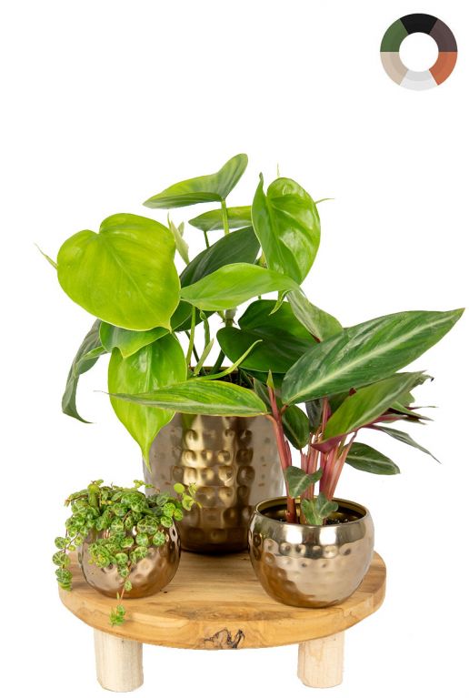 Planten in gouden pot