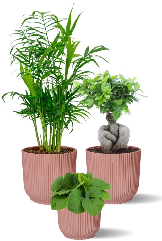 Planten in roze elho pot 1 1