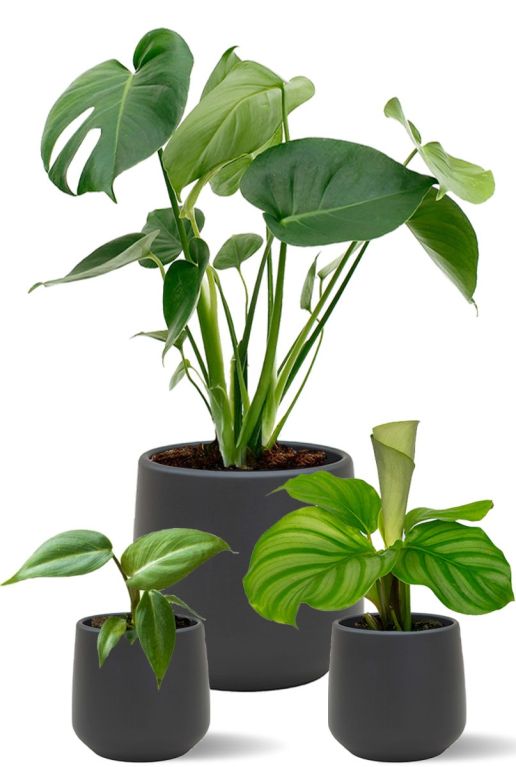 Planten in zwarte potten amber