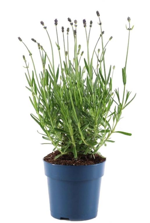 Planten lavendel angustifolia felice