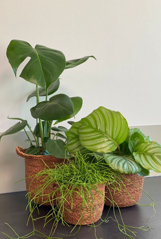 Planten mand bruin 2
