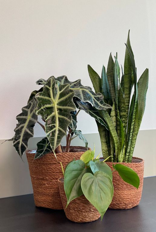 Planten manden igmar