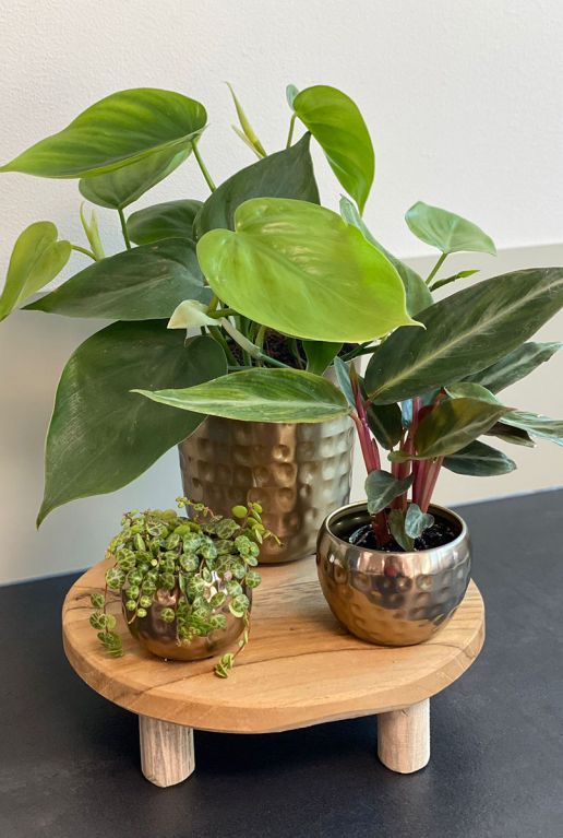 Planten mix gouden pot 1