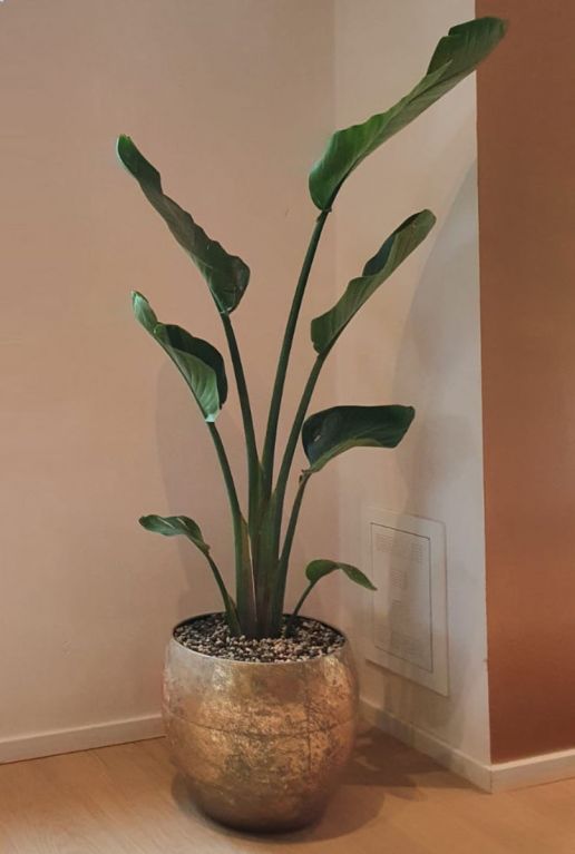Plantenbak pot goud metaal