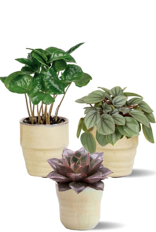Plantjes in beige potjes