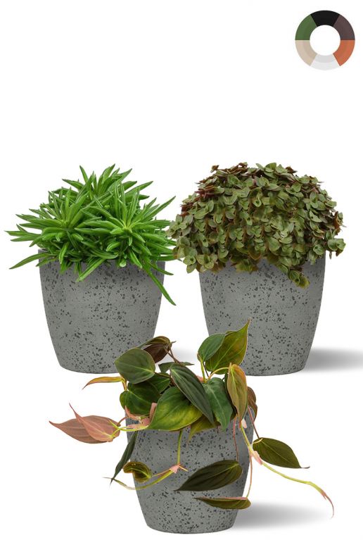 Plantjes in pot