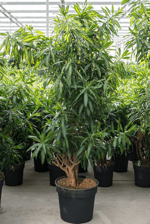 Pleomele song of jamaica dracaena