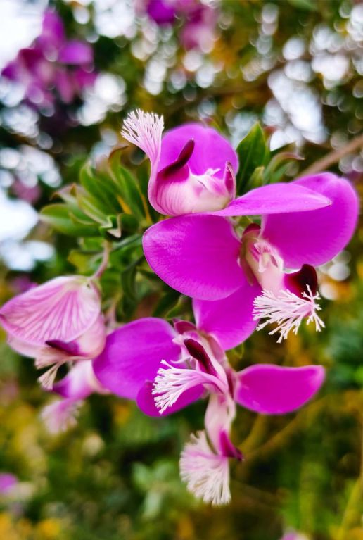 Polygala myrtifolia tuinplant