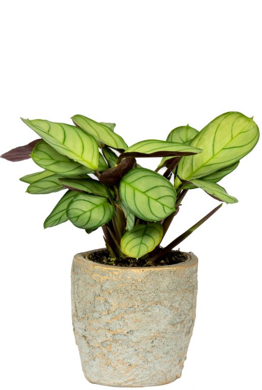 Pot-jens-calathea
