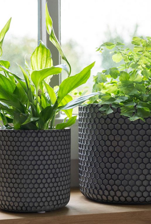 Pot bernt plant zwart