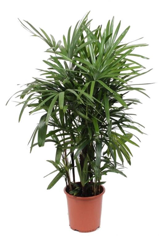 Plicht hervorming hoe te gebruiken Rhapis Excelsa | Stokpalm 130cm kopen?- 123planten.nl