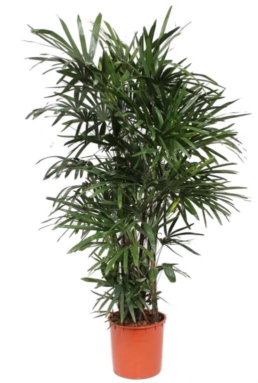 Rhapis Excelsa Plante d'intérieur 