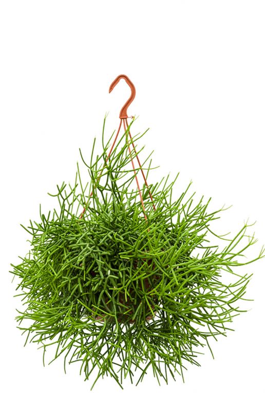 Rhipsalis heteroclada