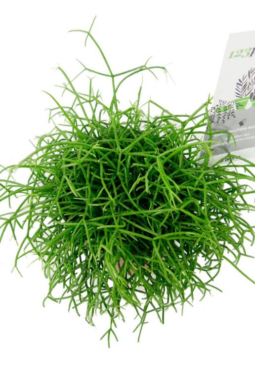 Rhipsalis koraalcactus kamerplant