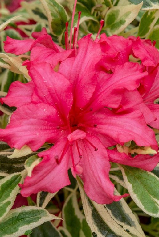 Rhododendron bollywood tuinplant 1