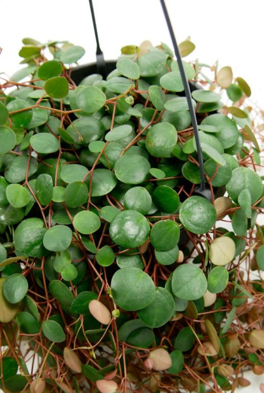 Ronde bladeren pepperspot plant