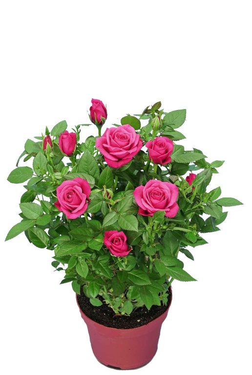 Rosa purple star tuinplant