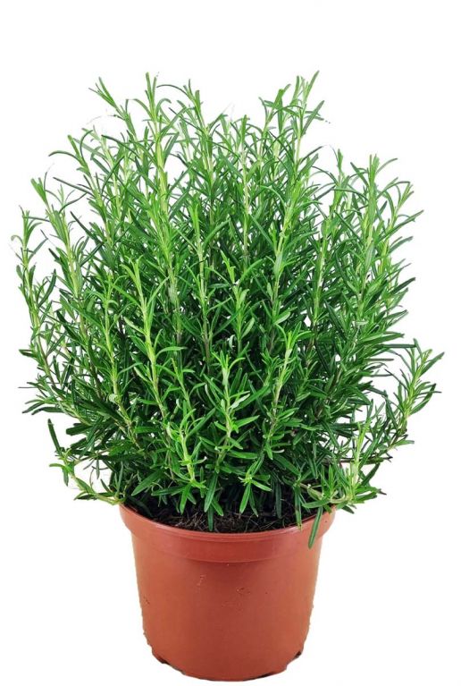 Rosmarinus officinalis tuinplant 1