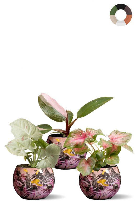 Roze planten in roze potten