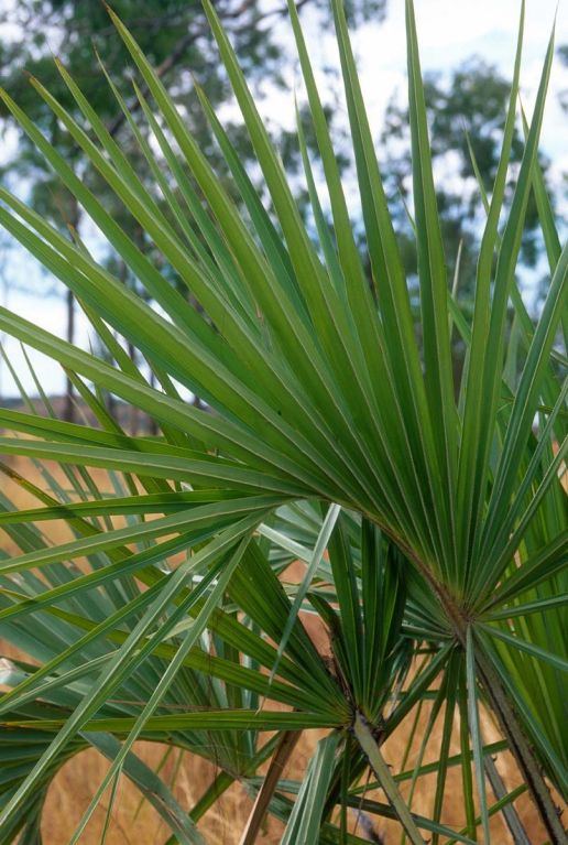 Sabal minor palm tuinplant p22