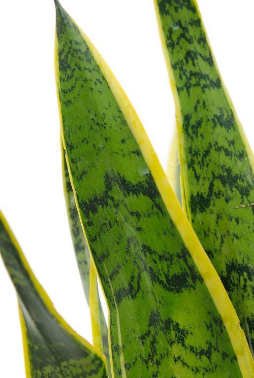Sansevieria Laurentii vrouwentong groen blad met gele randen