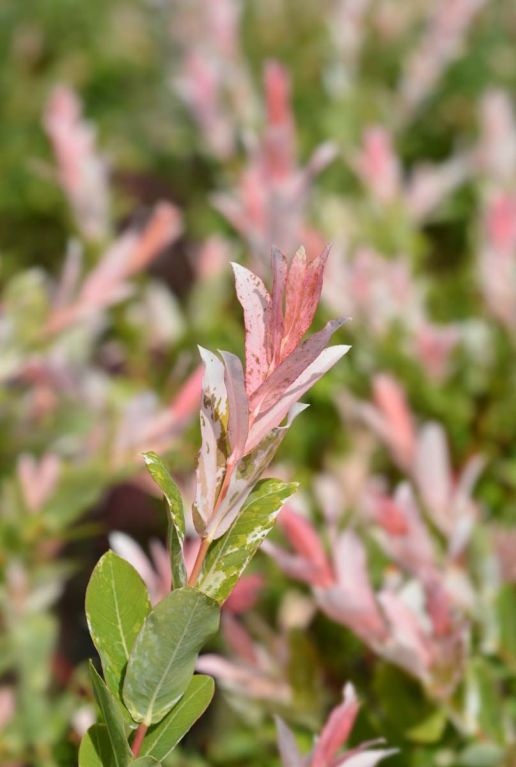 Salix flamingo stam tuinplant p17