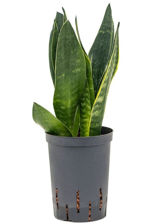 Sansevieria black diamond hydrocultuur