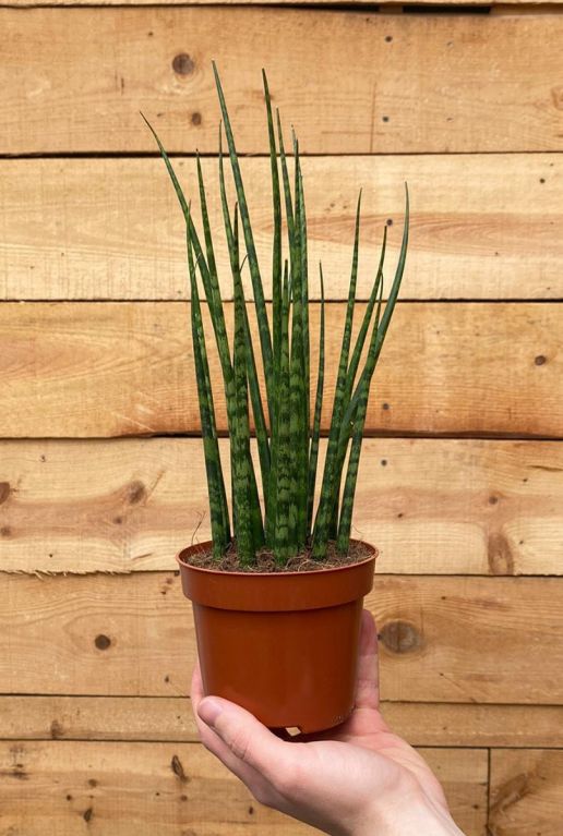 Sansevieria fernwood mikado plant