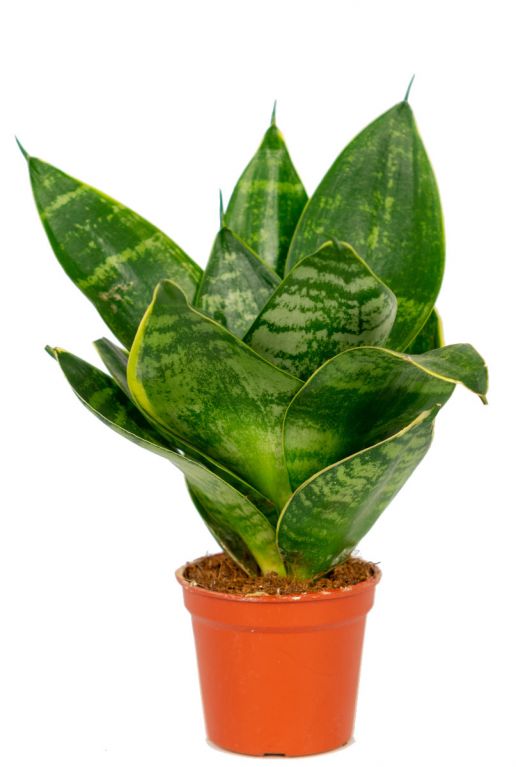 Sansevieria hahnii 1 1