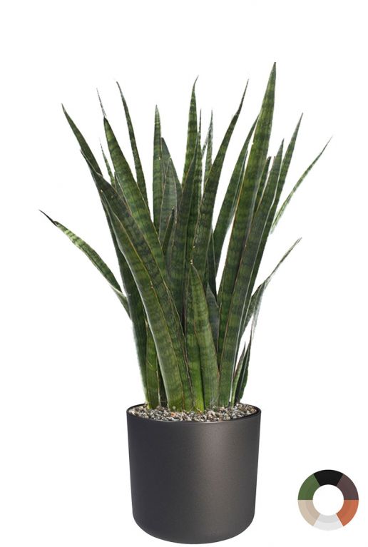 Sansevieria in pot