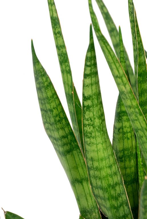 Sansevieria kirkii plant