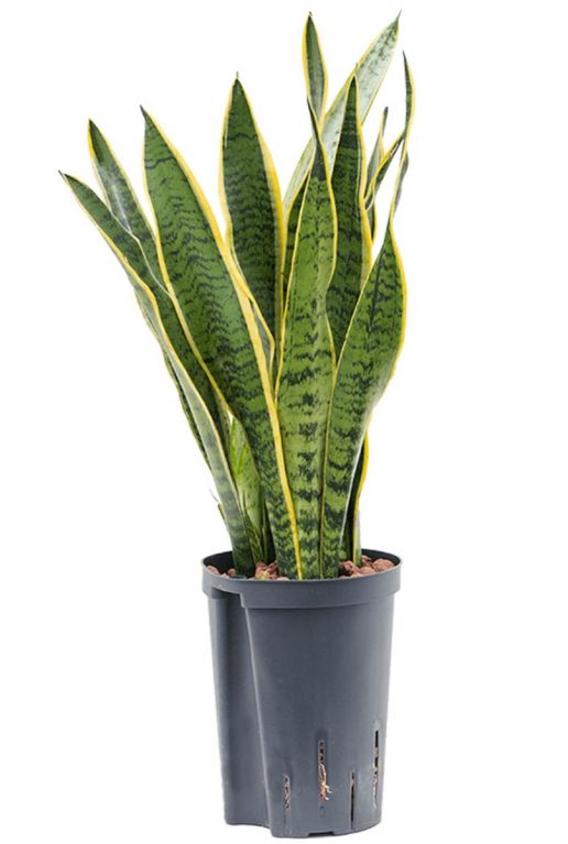 Sansevieria laurentii hydrocultuur plant