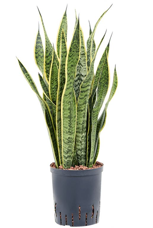 Sansevieria laurentii hydrocultuur plant 1