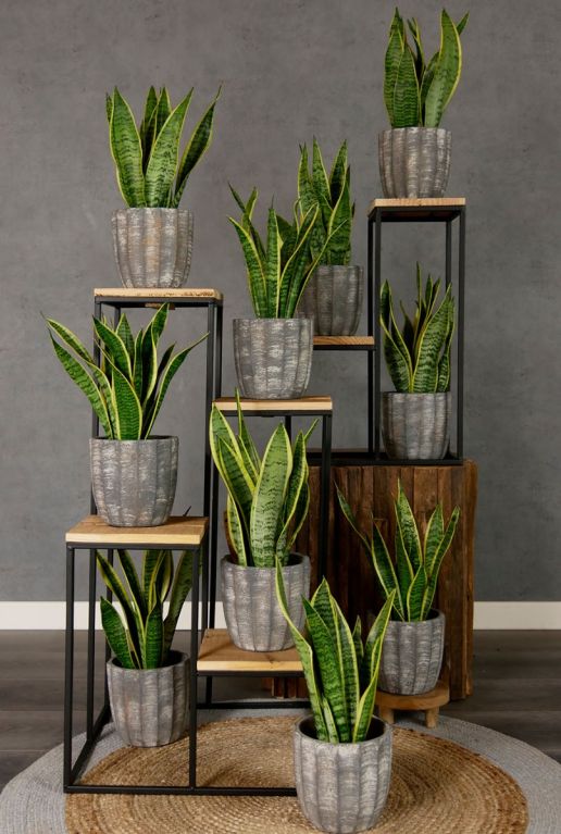 Sansevieria laurentii langue de femme intérieur
