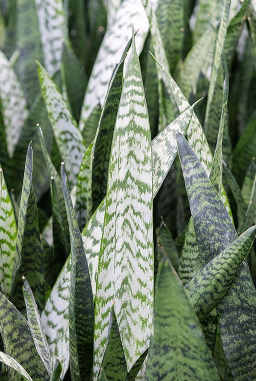 Sansevieria zeylanica blad 3