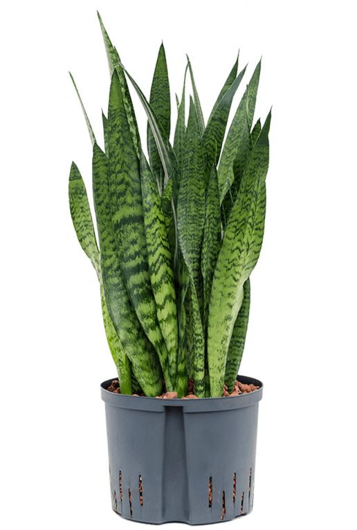 Sansevieria zeylanica hydro planten