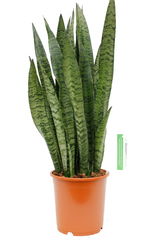 Sansevieria Zeylanica 21cm 