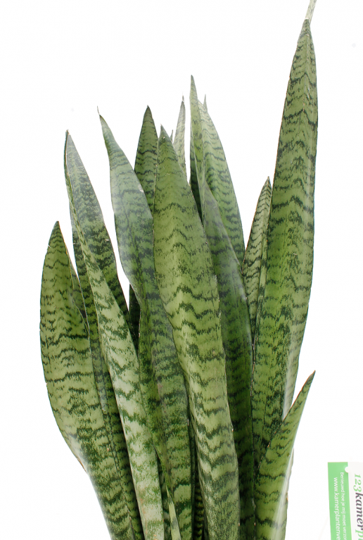 Sansevieria Zeylanica