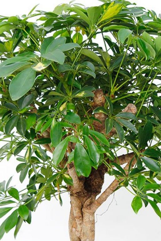 Schefflera Gold Capella